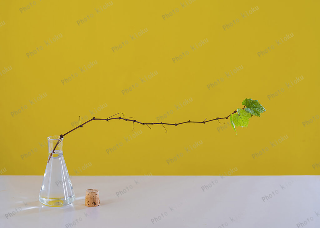 三角フラスコ　葡萄の枝（シャルドネ）