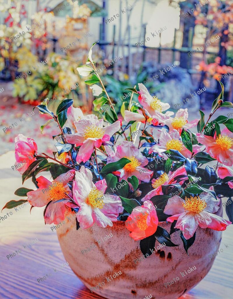 縁側に置かれたサザンカの花瓶と和式庭園