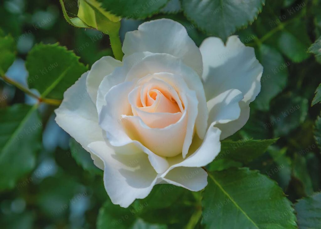 白いばら、マーガレットメリル