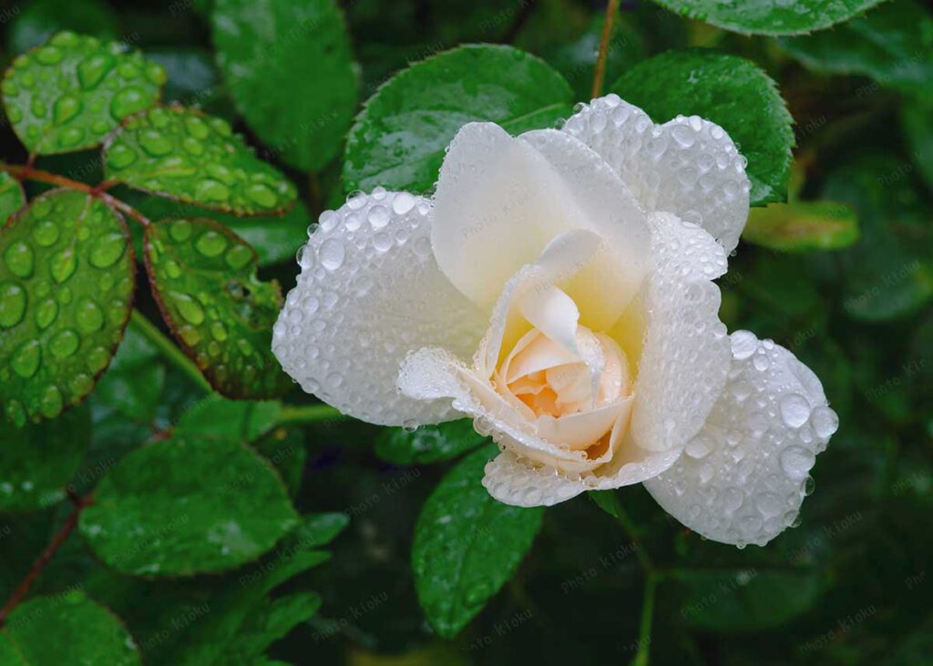 雨上がりのサマーメモリーズと雫